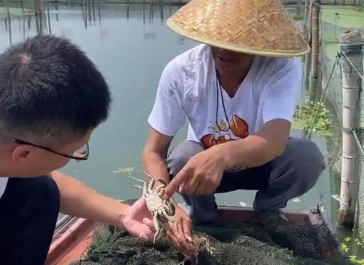 今年中秋将吃不上阳澄湖大闸蟹，预计9月下旬开湖