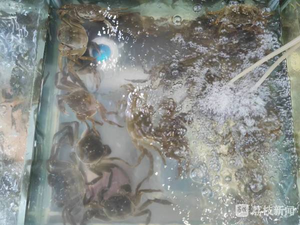 大闸蟹推迟上市 中秋品鲜未到时