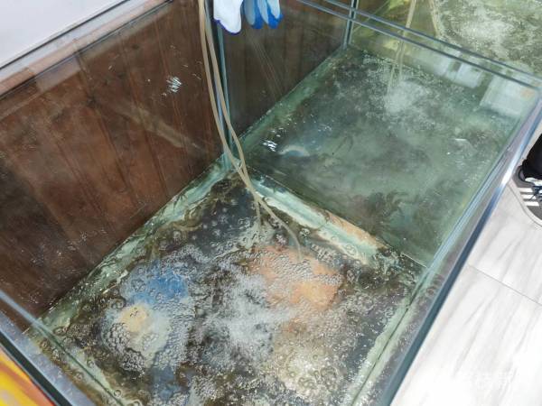 都要穿羽绒服了 大闸蟹怎么还没上市_中秋大闸蟹推迟上市_大闸蟹蜕壳受高温影响