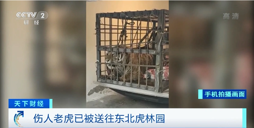 男子夜遇野生东北虎 大喊“本地的”_野生东北虎闯入黑龙江密山事件_东北虎伤人事件后续处理