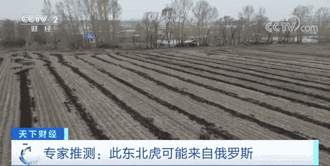 东北虎伤人事件后续处理_男子夜遇野生东北虎 大喊“本地的”_野生东北虎闯入黑龙江密山事件