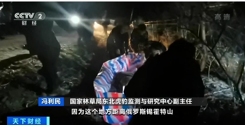 男子夜遇野生东北虎 大喊“本地的”_野生东北虎闯入黑龙江密山事件_东北虎伤人事件后续处理