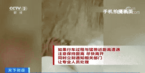 野生东北虎闯入黑龙江密山事件_男子夜遇野生东北虎 大喊“本地的”_东北虎伤人事件后续处理