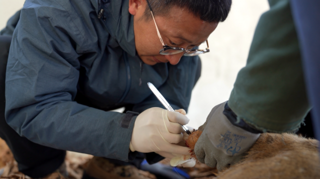 男子夜遇野生东北虎 大喊“本地的”_野生东北虎保护_东北虎豹国家公园