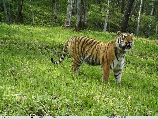 东北虎豹国家公园_野生东北虎保护_男子夜遇野生东北虎 大喊“本地的”