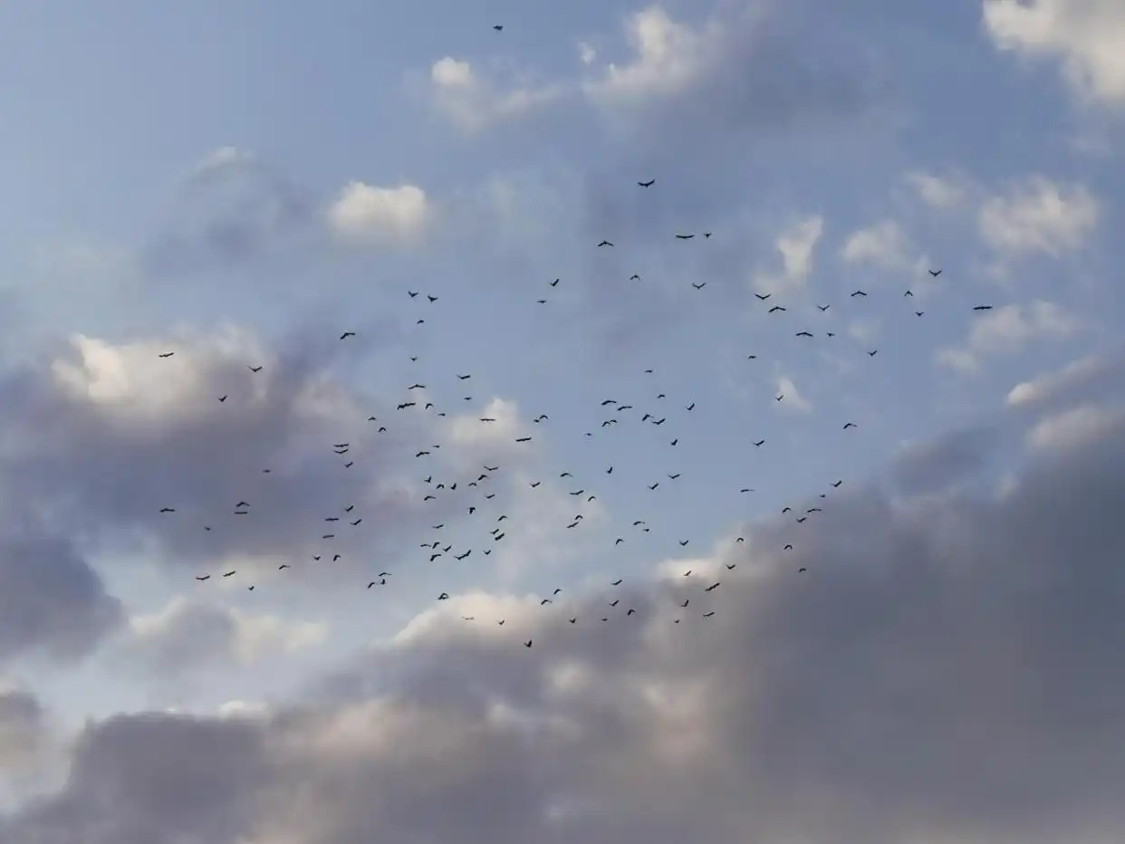 北京延庆康庄万只大鸟空中盘旋，专家：系乌鸦迁移来京越冬