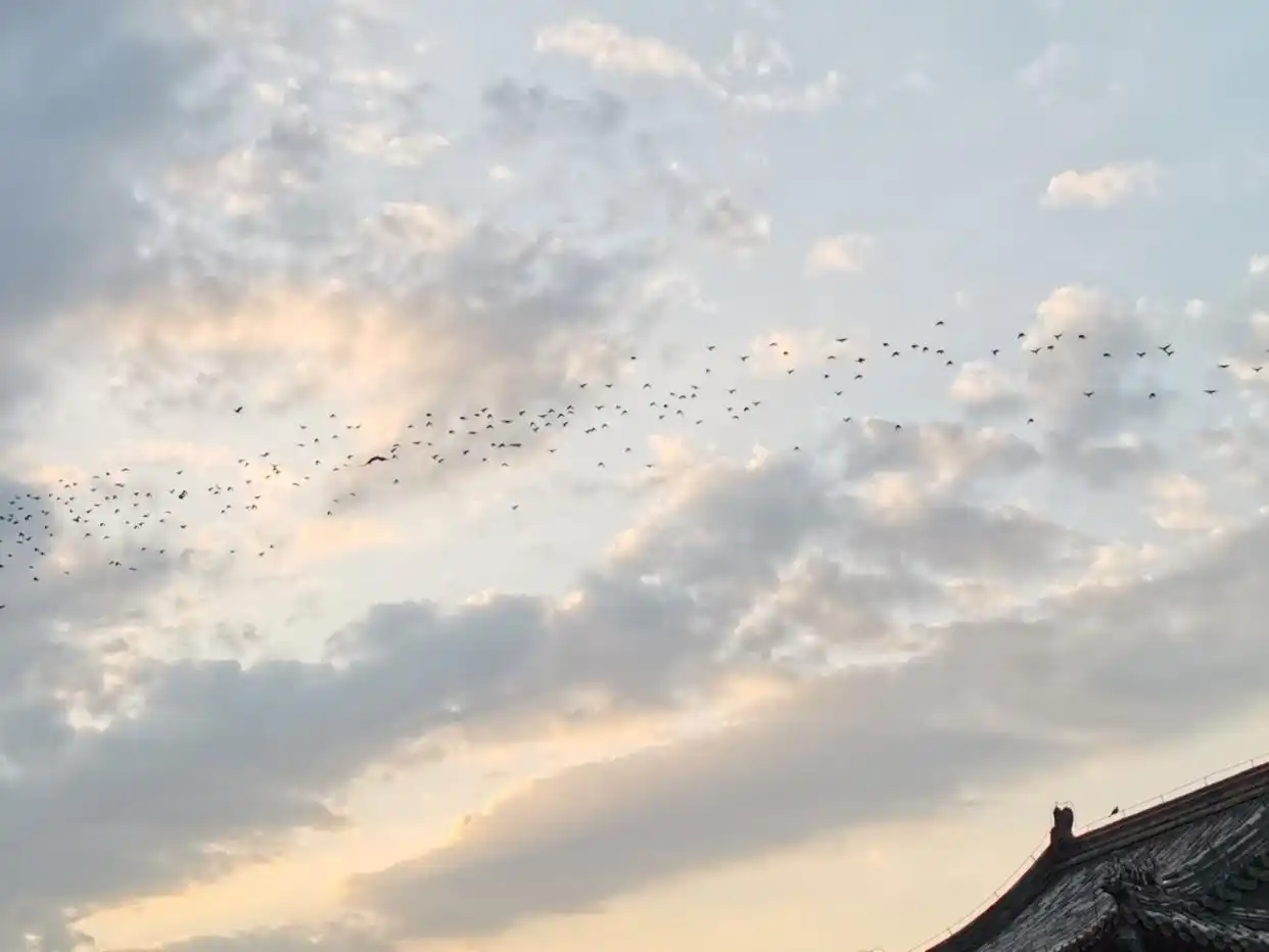 延庆区乌鸦越冬现象_北京候鸟迁徙路线_山西大同惊现乌鸦满天盘旋