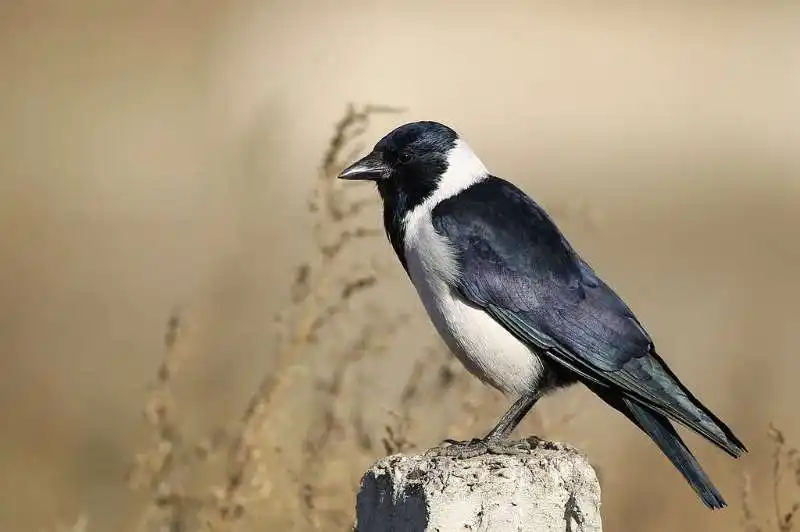 北京候鸟迁徙路线_延庆区乌鸦越冬现象_山西大同惊现乌鸦满天盘旋