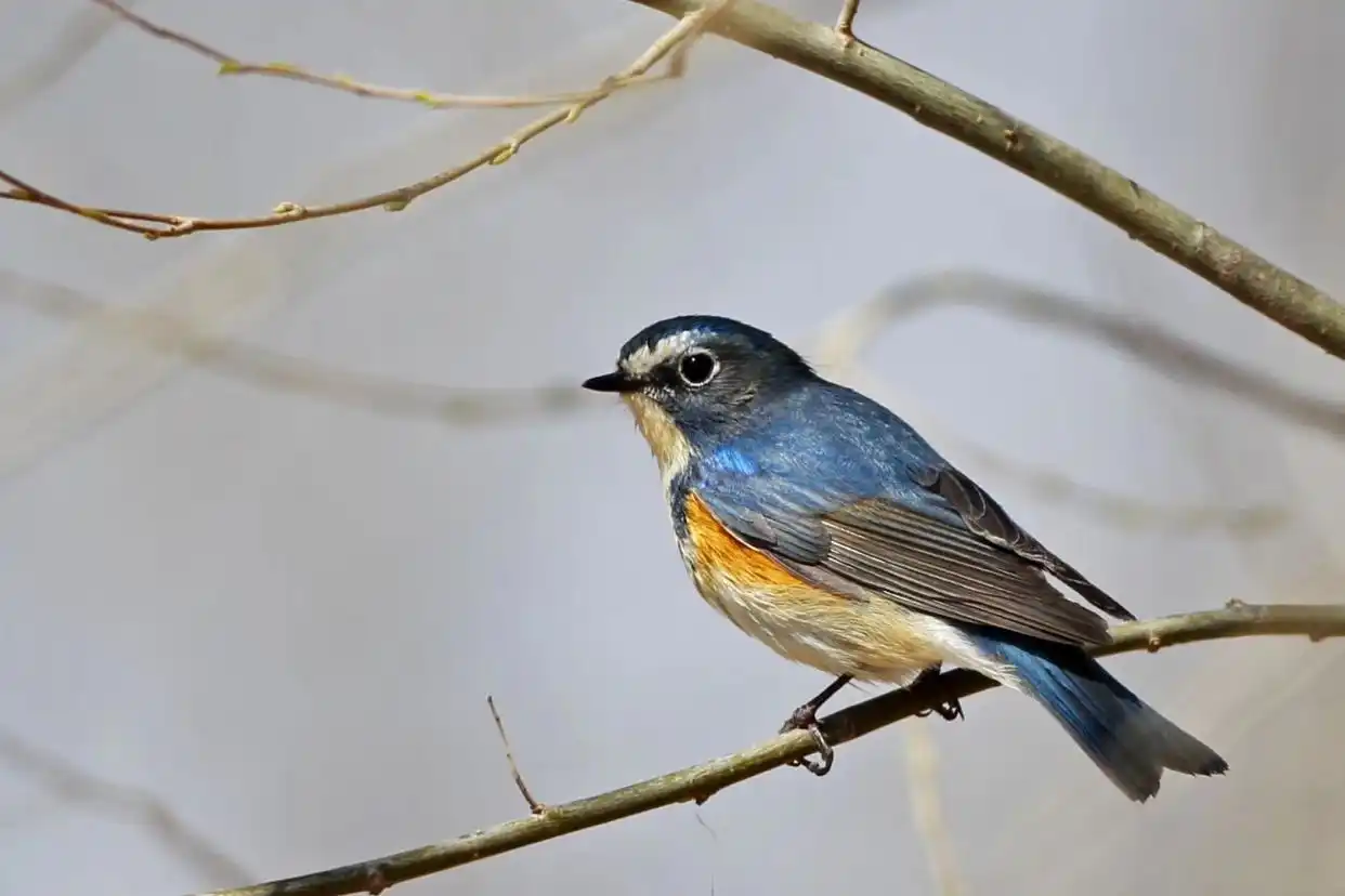 北京候鸟迁徙路线_山西大同惊现乌鸦满天盘旋_延庆区乌鸦越冬现象