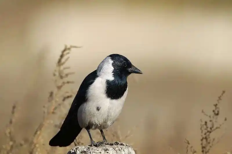 山西大同惊现乌鸦满天盘旋_延庆区乌鸦越冬现象_北京候鸟迁徙路线