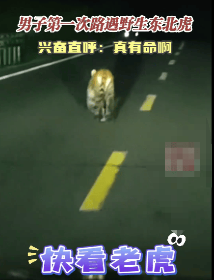 男子路遇野生东北虎直呼运气真好：第一次遇到野生东北虎，当时没害怕，感觉很新奇