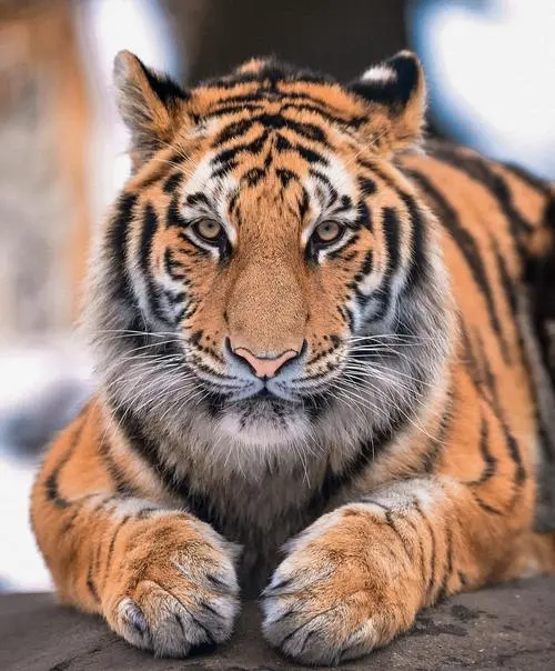 东北虎野生栖息地分布_黑龙江东宁野生东北虎偶遇_男子夜遇野生东北虎 大喊“本地的”