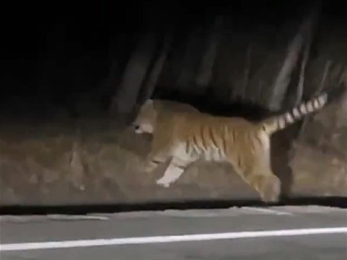 东北一男子称驾车遇到老虎，森林公安：将核实并发出预警