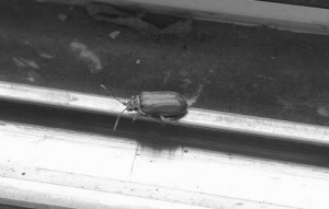 榆绿毛萤叶甲 花椒大料驱虫 小虫爬窗_杀灭蟑螂