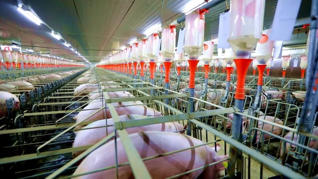 阜蒙县农业产业集群发展_阜蒙县政府_阜蒙县返乡回乡看家乡活动