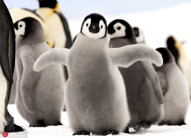 世界企鹅日 呆头鹅搞笑日常 南极企鹅拍摄_呆桶企鹅