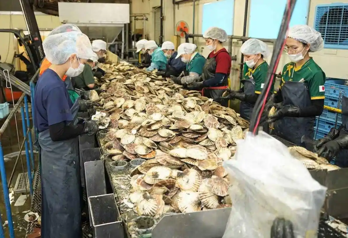 日媒:中国已暂停进口日本水产品_日本福岛核污染水排海 中国暂停进口水产品 日本扇贝出口墨西哥