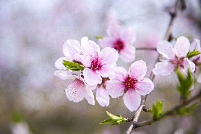心理测试：喜欢哪种桃花，测你的桃花运如何？