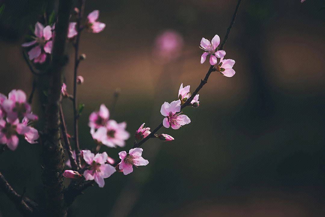 测试桃花运指数_办公室恋情测试_选择桃花测桃花运