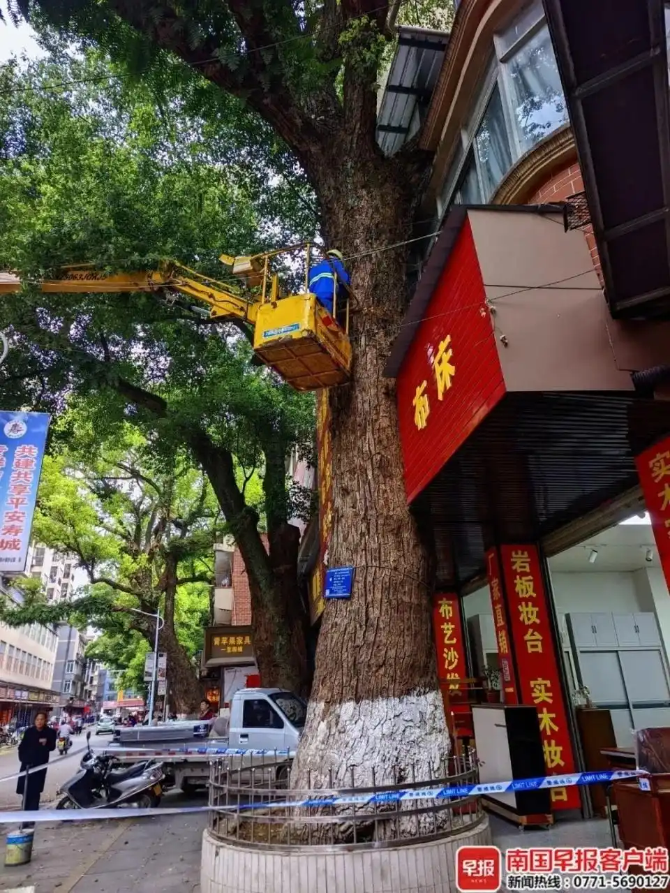 男子因自家房屋采光被遮挡，给220年珍贵古树多次投毒，被采取刑事强制措施