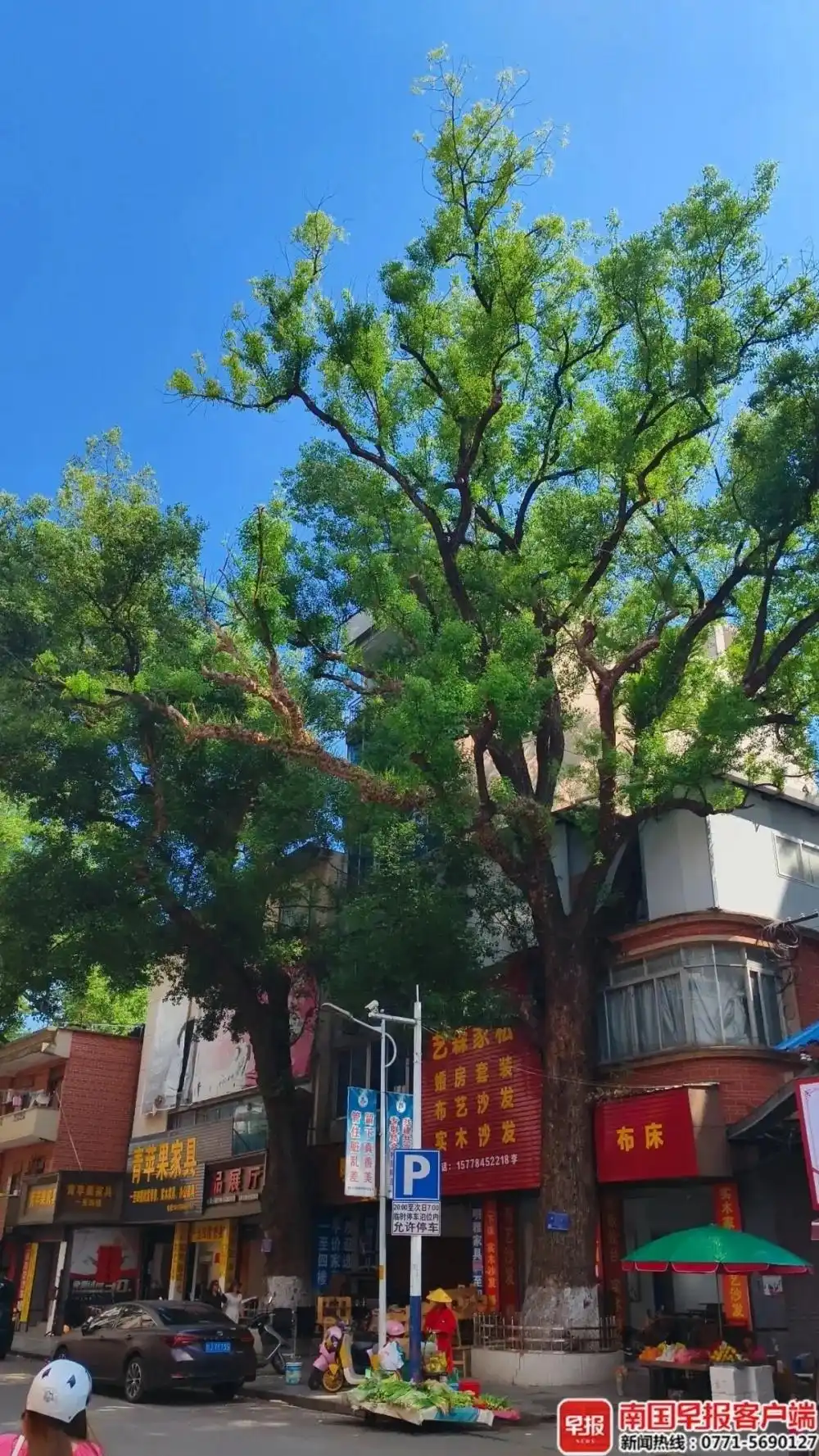 男子多次给220年古树投毒被控制_贺州市古树名木保护_古樟树投毒案