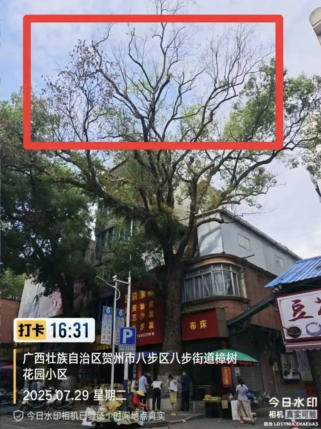 男子多次给树龄220年古樟树投毒，原因竟是它“挡了自家采光”！