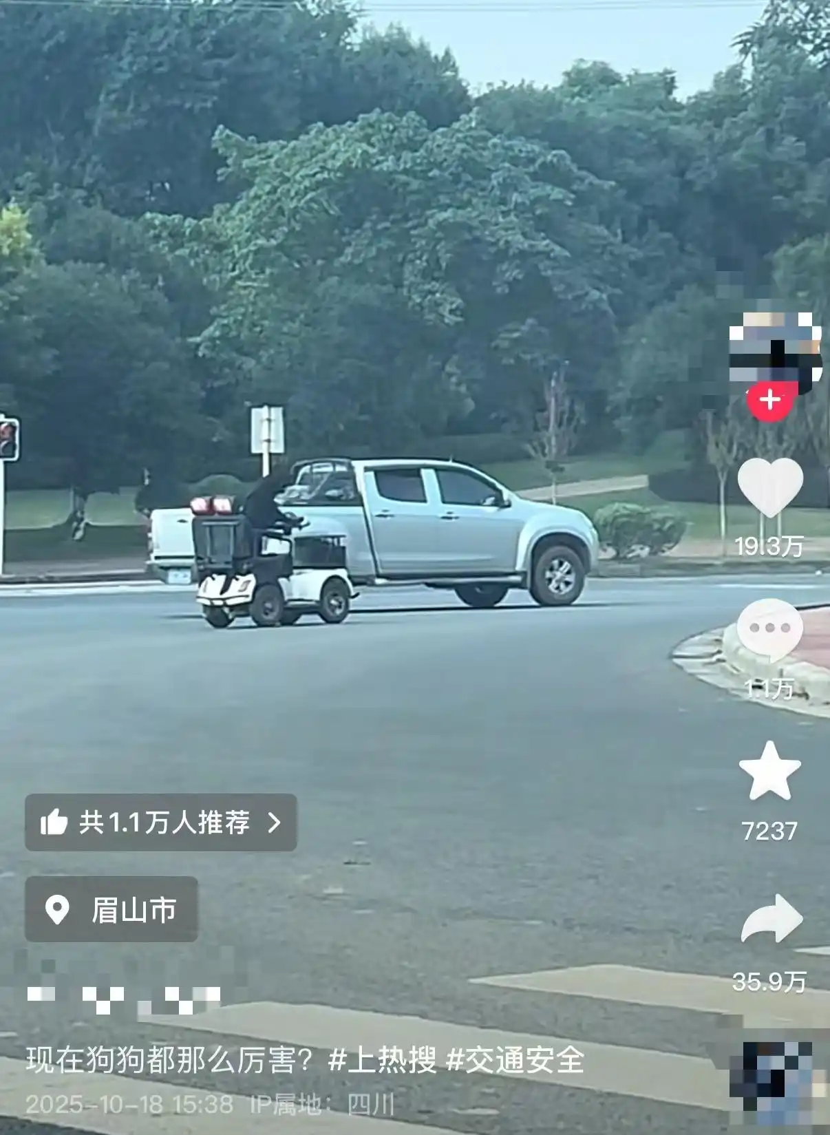 拉布拉多开车上路?当地交管局回应_狗驾驶老年代步车_眉山网红狗开车上路