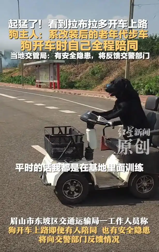 网友称看到拉布拉多开车上路？狗主人：系改装后的老年代步车，当地交管局回应