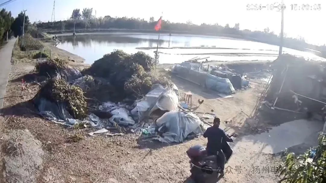 今日高唐偷狗新闻_扬州偷狗事件_高邮监控拍下偷狗全过程