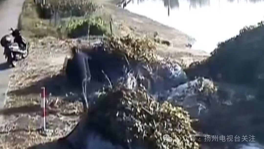 今日高唐偷狗新闻_高邮监控拍下偷狗全过程_扬州偷狗事件