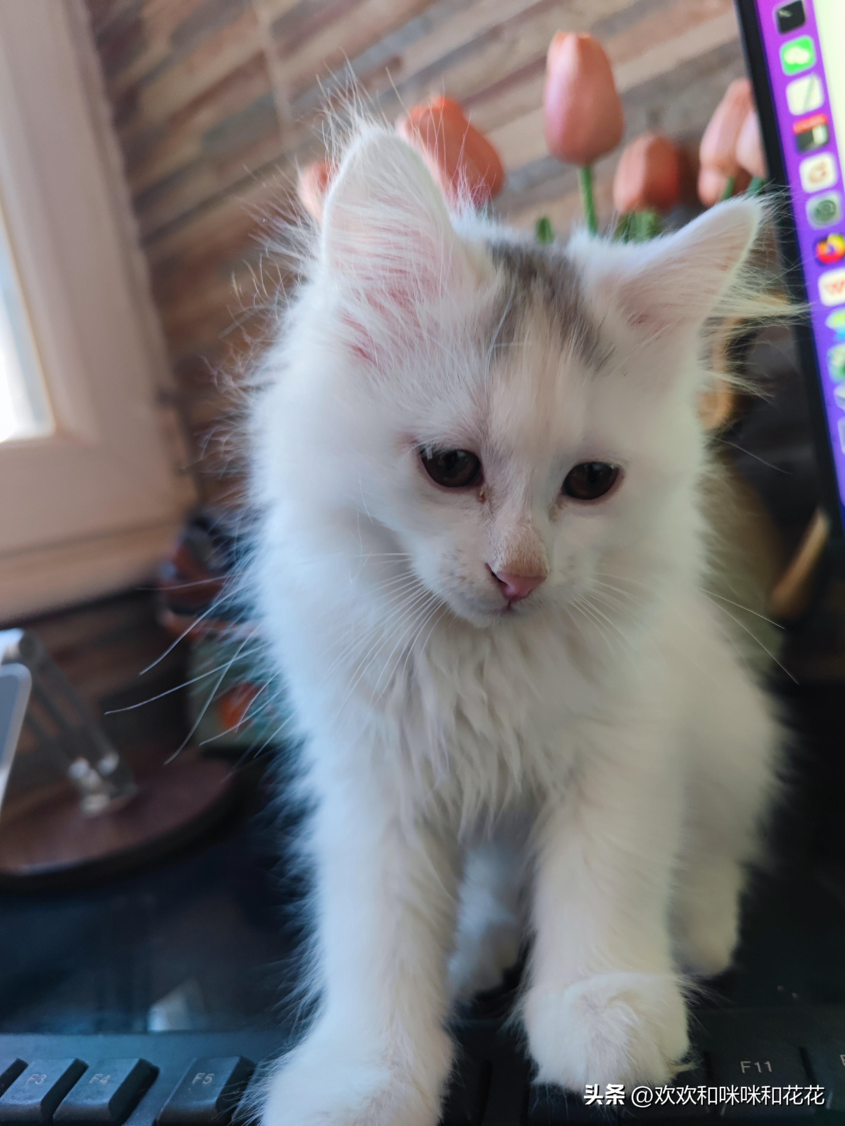 小猫咪别名文化_喵星人称呼起源_miaoxingren