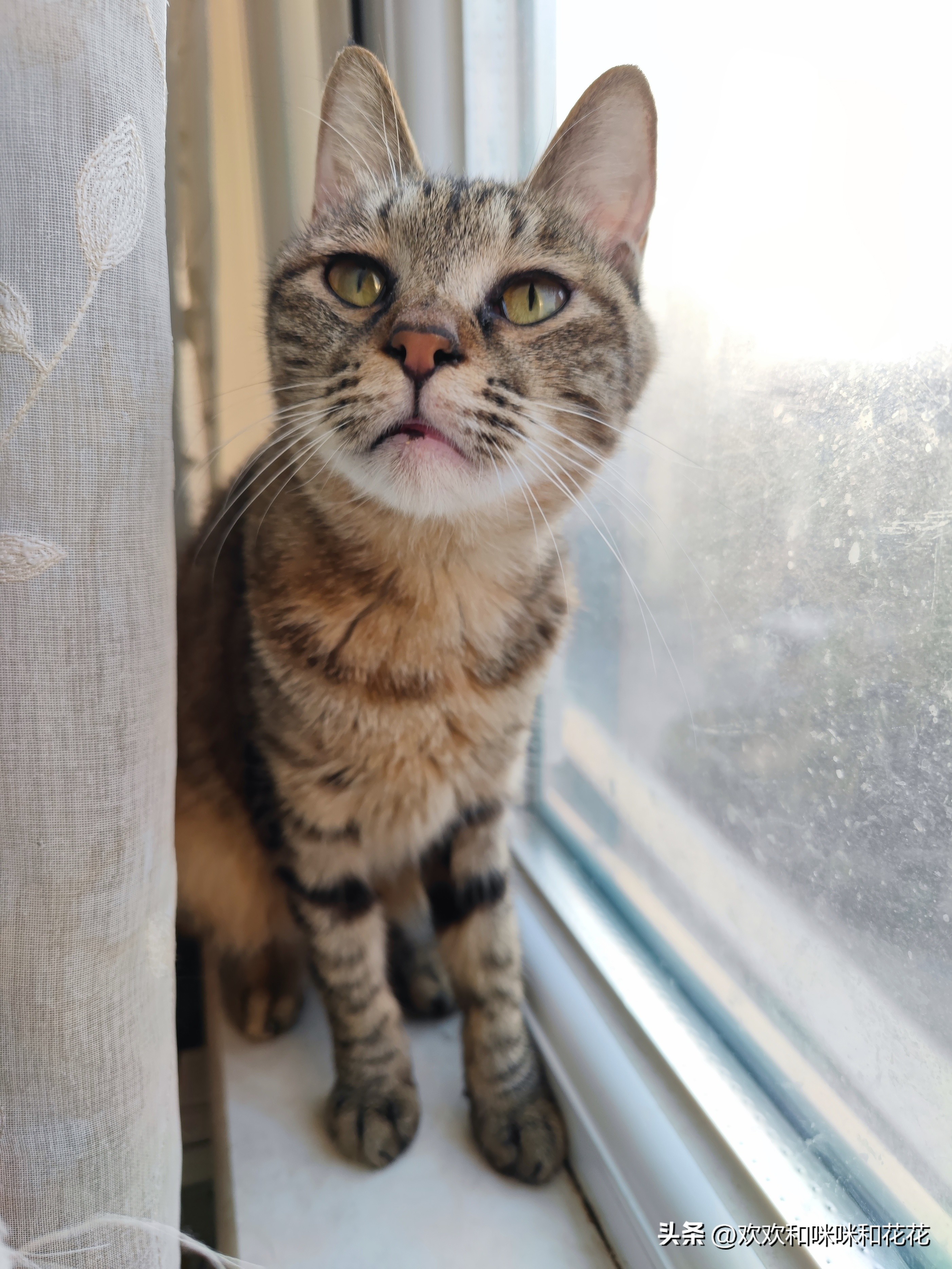 喵星人称呼起源_小猫咪别名文化_miaoxingren