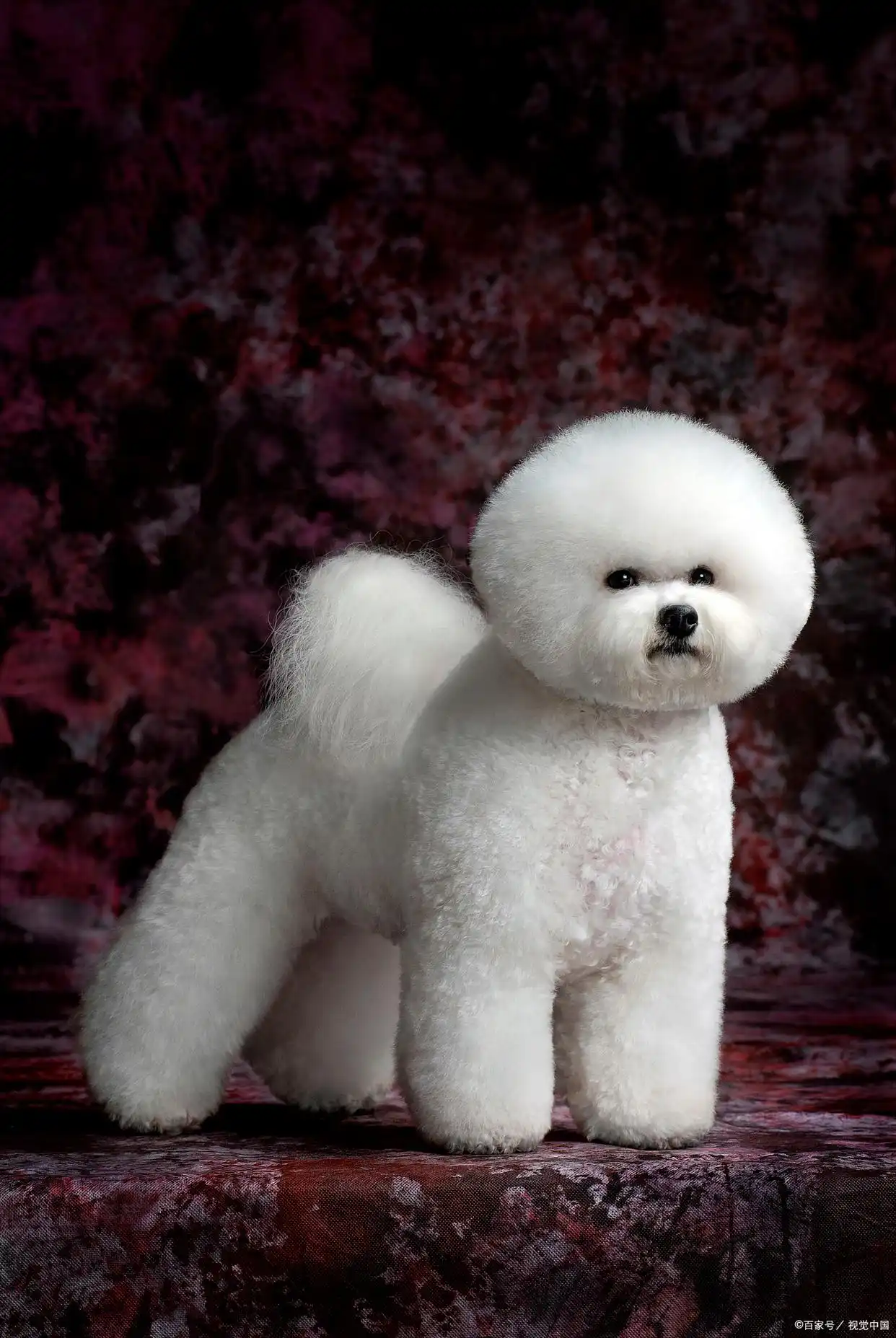 比熊犬身价之谜：从800到80000，到底差在哪？