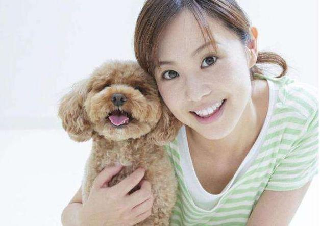 贵宾犬泰迪价格_贵宾犬多少钱一只_茶杯犬市场价