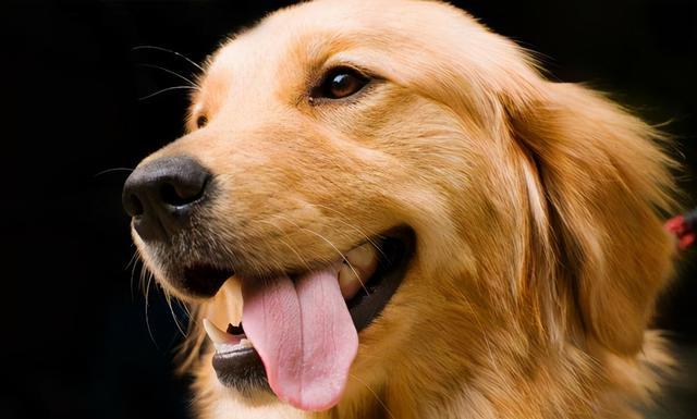 贵宾犬泰迪价格_贵宾犬多少钱一只_茶杯犬市场价