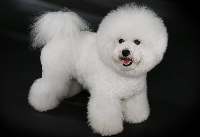 贵宾犬泰迪价格_贵宾犬多少钱一只_茶杯犬市场价