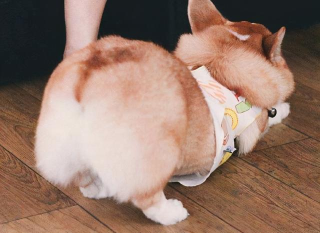 贵宾犬泰迪价格_茶杯犬市场价_贵宾犬多少钱一只