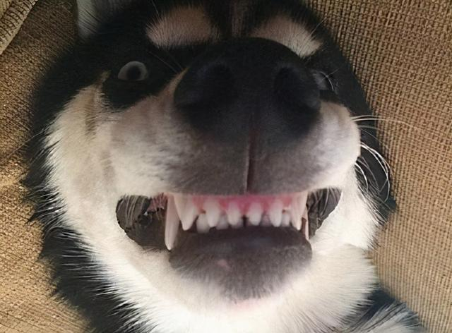 贵宾犬泰迪价格_贵宾犬多少钱一只_茶杯犬市场价