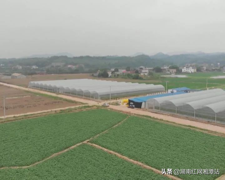 湘农荟·一村一品│满屏尽是鹅鹅鹅 湘乡上千只等你来买