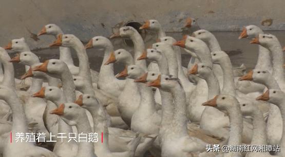 湖南都市晚间报道养鹅_湘农荟农产品推广_湖南一村一品农产品销售平台