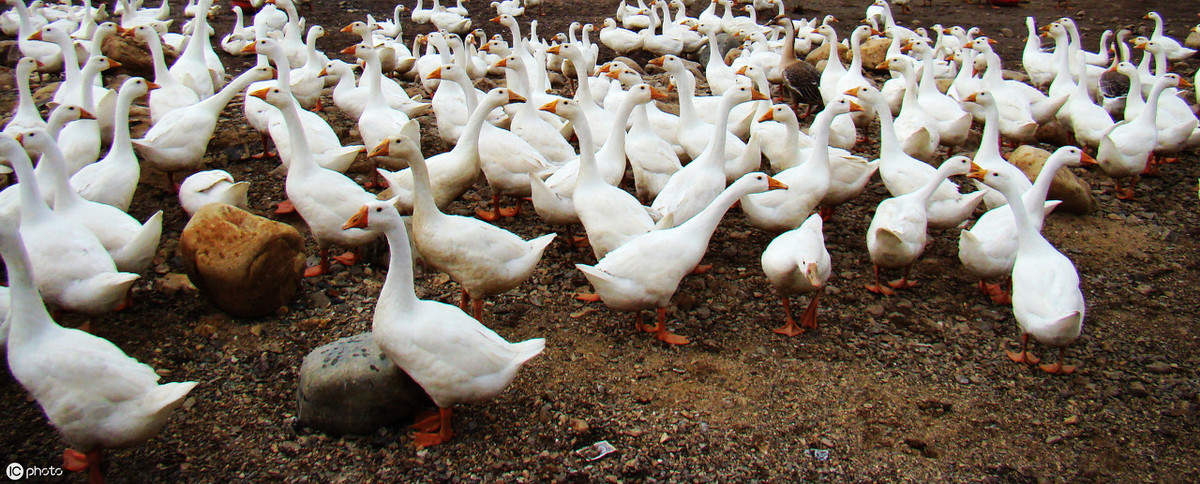 湖南都市晚间报道养鹅_肉鹅养殖技术_肉鹅场地建设