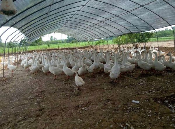 肉鹅养殖技术_湖南都市晚间报道养鹅_肉鹅场地建设