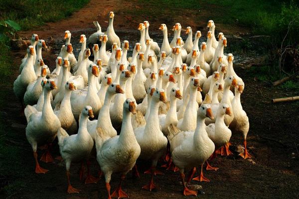 肉鹅养殖技术_肉鹅场地建设_湖南都市晚间报道养鹅