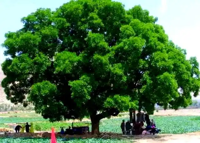 香花槐栽植技术_国槐形态特征_国槐栽培嫁接品种