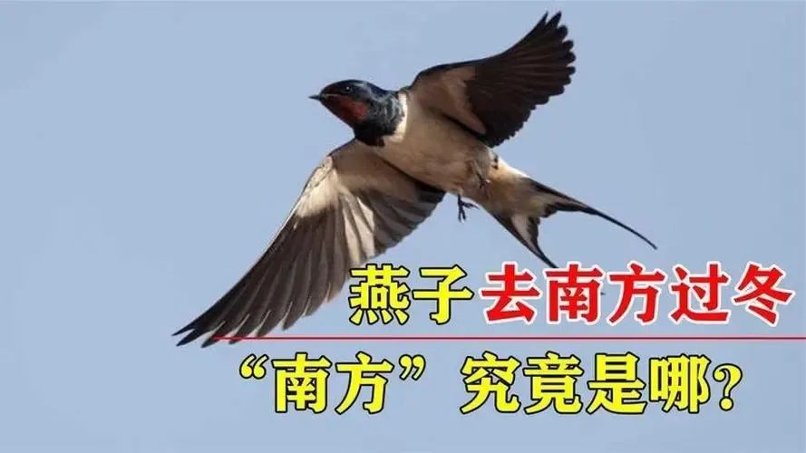 东北网友拍下燕子滞留未南飞_燕子越冬地点_燕子迁徙路线