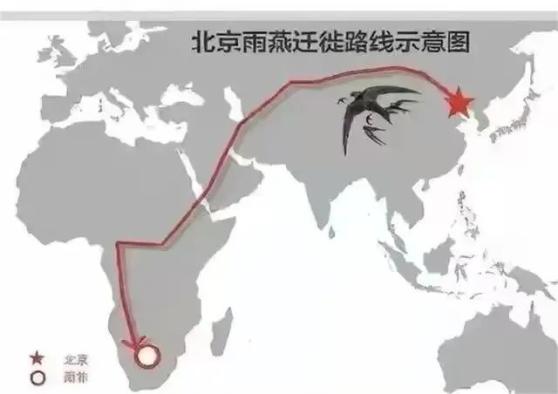 东北网友拍下燕子滞留未南飞_燕子迁徙路线_燕子越冬地点