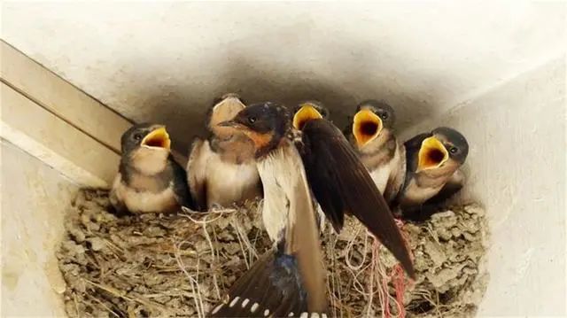 燕子越冬地点_东北网友拍下燕子滞留未南飞_燕子迁徙路线