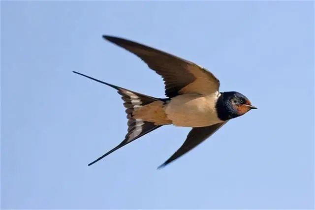 燕子迁徙路线_东北网友拍下燕子滞留未南飞_燕子越冬地点