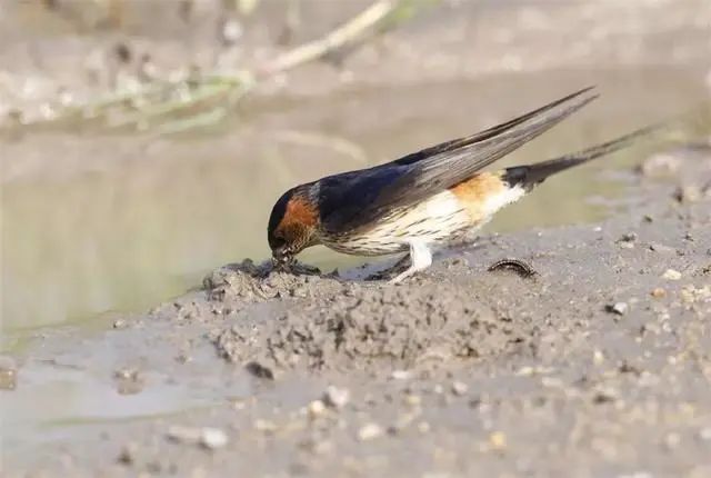 燕子越冬地点_燕子迁徙路线_东北网友拍下燕子滞留未南飞
