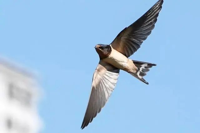 东北网友拍下燕子滞留未南飞_燕子迁徙路线_燕子越冬地点